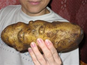 А вот такого размера картошечка была пущена в дело:-))))