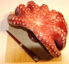 Осьминог (Octopoda)