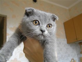 Моя кошка Сафира Лила Перла