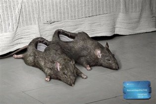 мерзотапки крысы