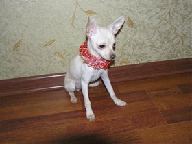 Рус Комильфо Назар, а дома Стасик