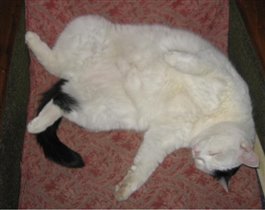 вот так спит моя старшая кошка - Мурзилка :-)