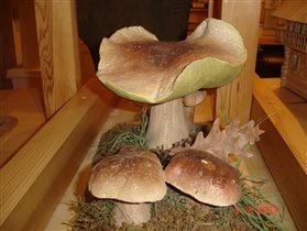 Дары леса. Белые грибы