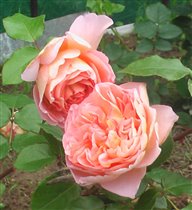 Abraham Darby/Austin/