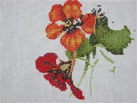 VPNP698 Nasturtium Posy   -  4 дня