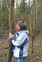 Вы не поверите, но погрызы лосиные...