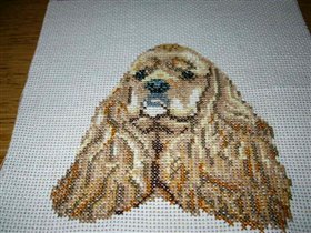 кокер-спаниель