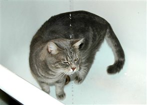Водолакающий кот