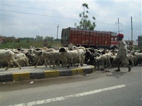 Овцы - тоже участники дорожного движения :)