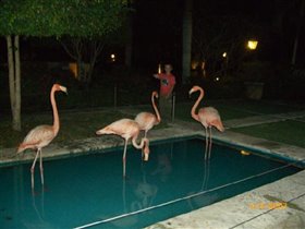 Это же те самые розовые фламинго .