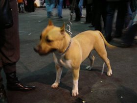 ам.стафордширский терьер.