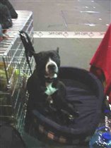 А.П.Бультерьер