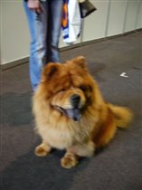 чау-чау. дочка моего кобеля