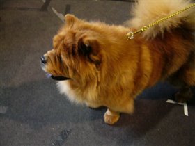 чау-чау. дочка моего кобеля