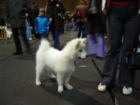 самоедская лайка