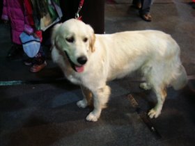 золотистый ретривер