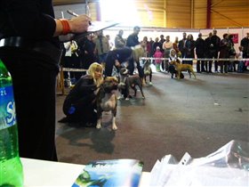 ринг  ам.стафордширский терьер