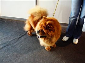 чау-чау. дочка моего кобеля