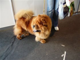 чау-чау. дочка моего кобеля