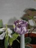 махровый тюльпан