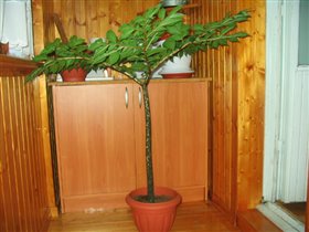 Аморфофалюс