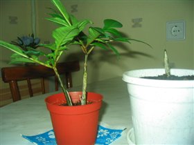 Молодой аморфофалюс