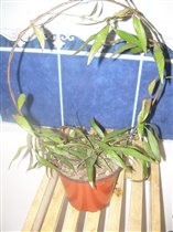 Хойя Парвифлора - одно очень разветвлённое растение на дуге