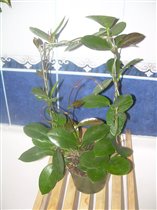 Австралис - 4 растения в горшке на дуге