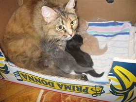Победные котята! Родились 9 мая. 1.5 недели