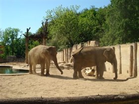 Пражский зоопарк, слоновник