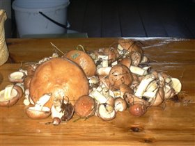 Кролова Хата