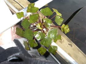 Кролова Хата