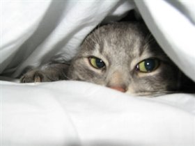  Пират любит спать под одеялом:)