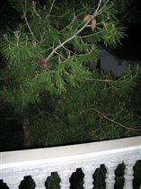 сосна ветвями на балкон