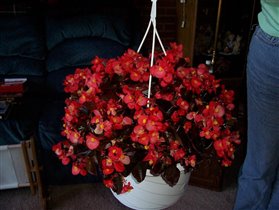 Begonia