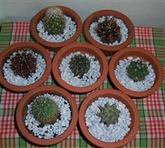 Мои любимцы - кактусы