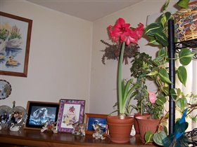 Гиппеаструм