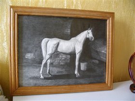 Лошадь терской породы