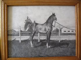 Арабский жеребец Набег