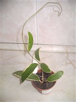 Hoya verticillata albomargianata