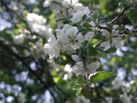 Яблоневый сад в Тушино