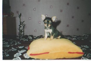 а это  наша  любимая  собачка  Мэри,   здесь ей 2 месяца,  'чихуа-хуа'.