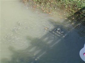 вот такая мешанина из рыб и черепах случалась в местной речке по тупи к морю