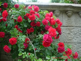 Розы в Воронцовском парке.