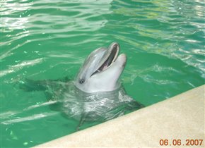 В дельфинарии в Партените
