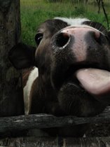 Маленький теленок на ферме в Балуево