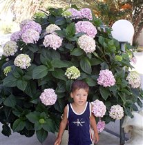 Гигантские соцветия размером с голову ребенка