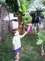 Кирюха озадачен гигантским размером цветка банана. Я тоже