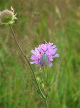 Мушки всякие