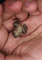 Хитрая лягушка превратилась мертвой -)))